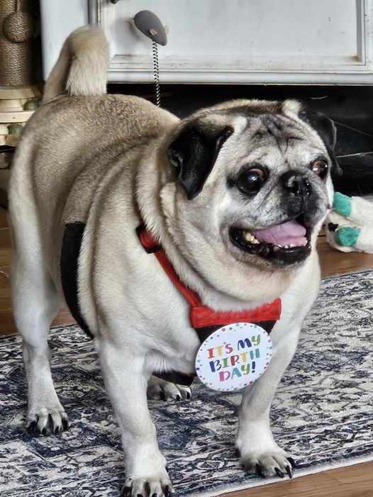 This is Hank and he turned 12 yesterday! Just wanted to say Hi and share his Pic. ❤💗🐾

👉👉Follow @Pug_fans_  for more content.
*
*
*
*
#Sakura #chaewon #pugslife #pugs #pugclub #pugbasement