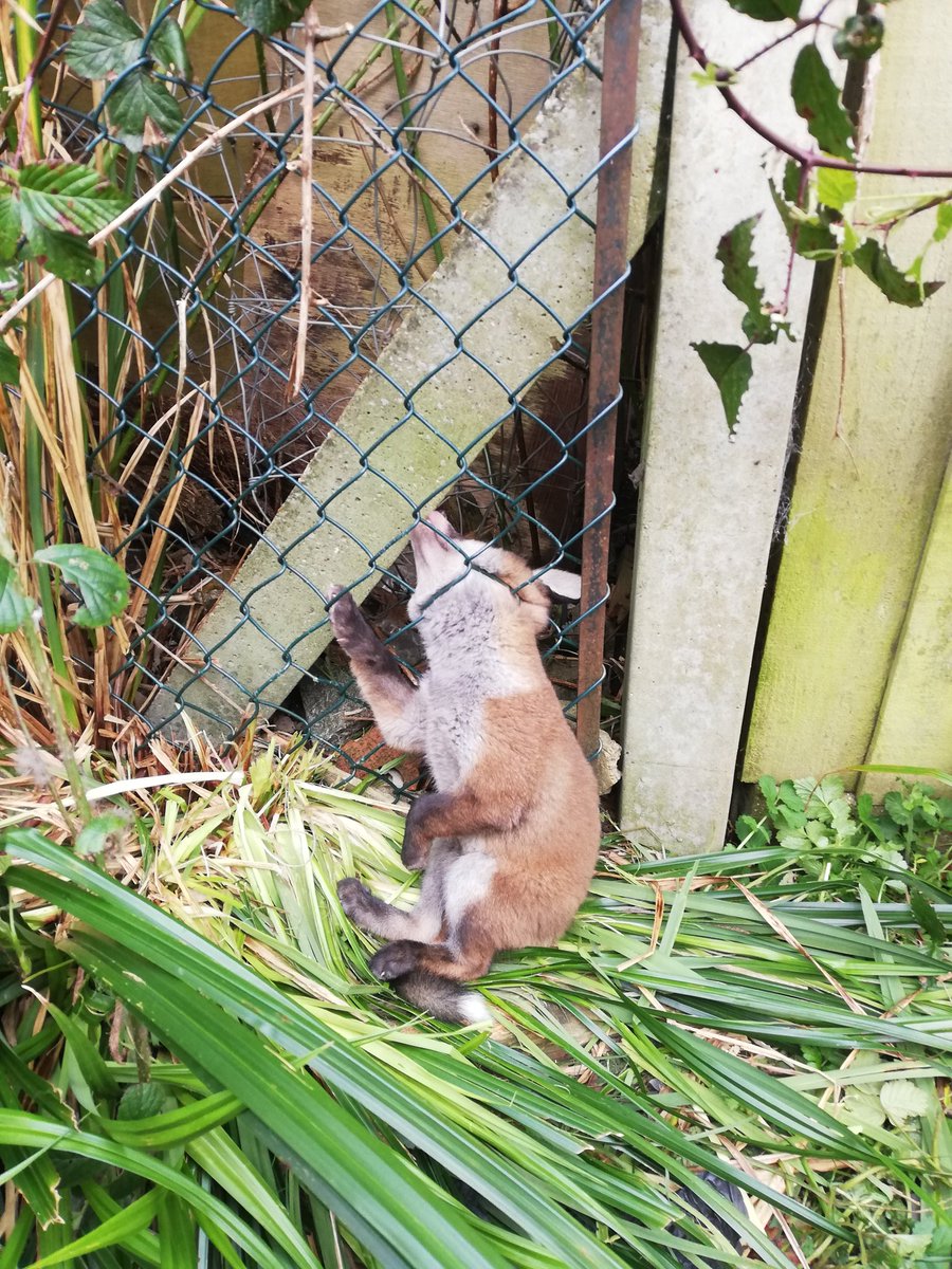 I didn't get out detecting today but I did save this little fellow. Think he'd been stuck a while as the fence around him had been chewed. I managed to unravel the wire from the top and get him out, he  was hardly breathing but after a while came round and run off.