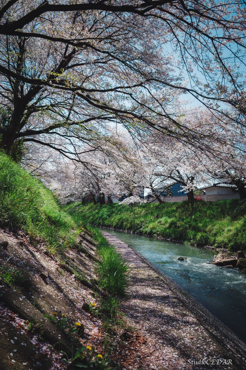 cedar_studio's tweet photo. Late Spring
←camera GRⅢ
                            photo→ https://t.co/JiVyVwJWNG