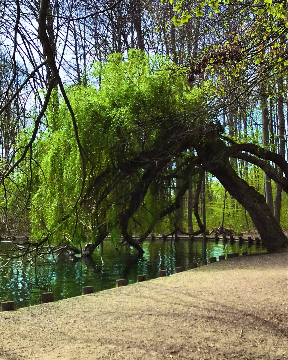 UK250463's tweet photo. The Leaning Tree

#NaturePhotograhpy #trees #TreeOfCharacter #Streetphotography #iyiakşamlar https://t.co/lprJFFZof0