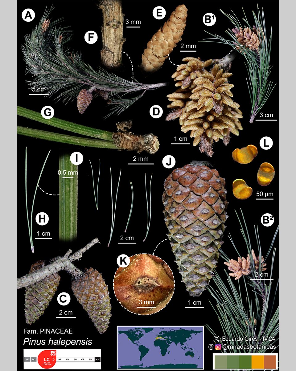 Pinus halepensis Mill. #botany #Pinaceae #taxonomy #plantsci #naturalart #biology #Lankester #PlantBlindnesss #gymnosperms @IndurotUniovi @UOdivulga @uniovi_info @EPMieres