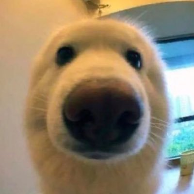 I don't see a world where $boop doesn't reach $100mm