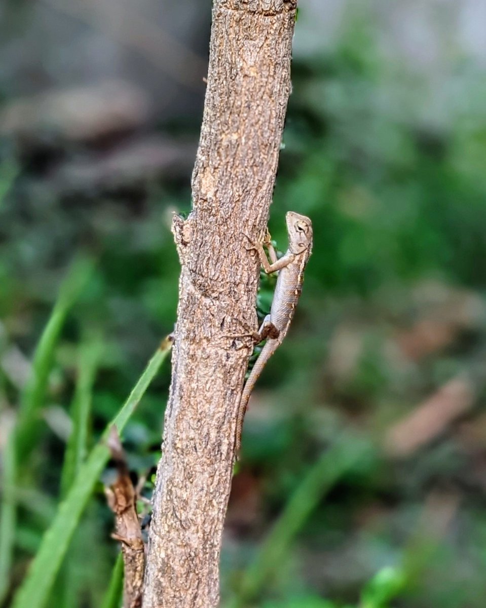 Chameleon 
#teampixel #pixelshot #chameleon #chameleons #chameleonsofinstagram #reptiles #reptile #instagram #lizard #veiledchameleon #chameleonlove #ig #lizards #nature #chameleonsofig #chameleonforums #lizardsofinstagram #reptilelover #chameleonclub #animals