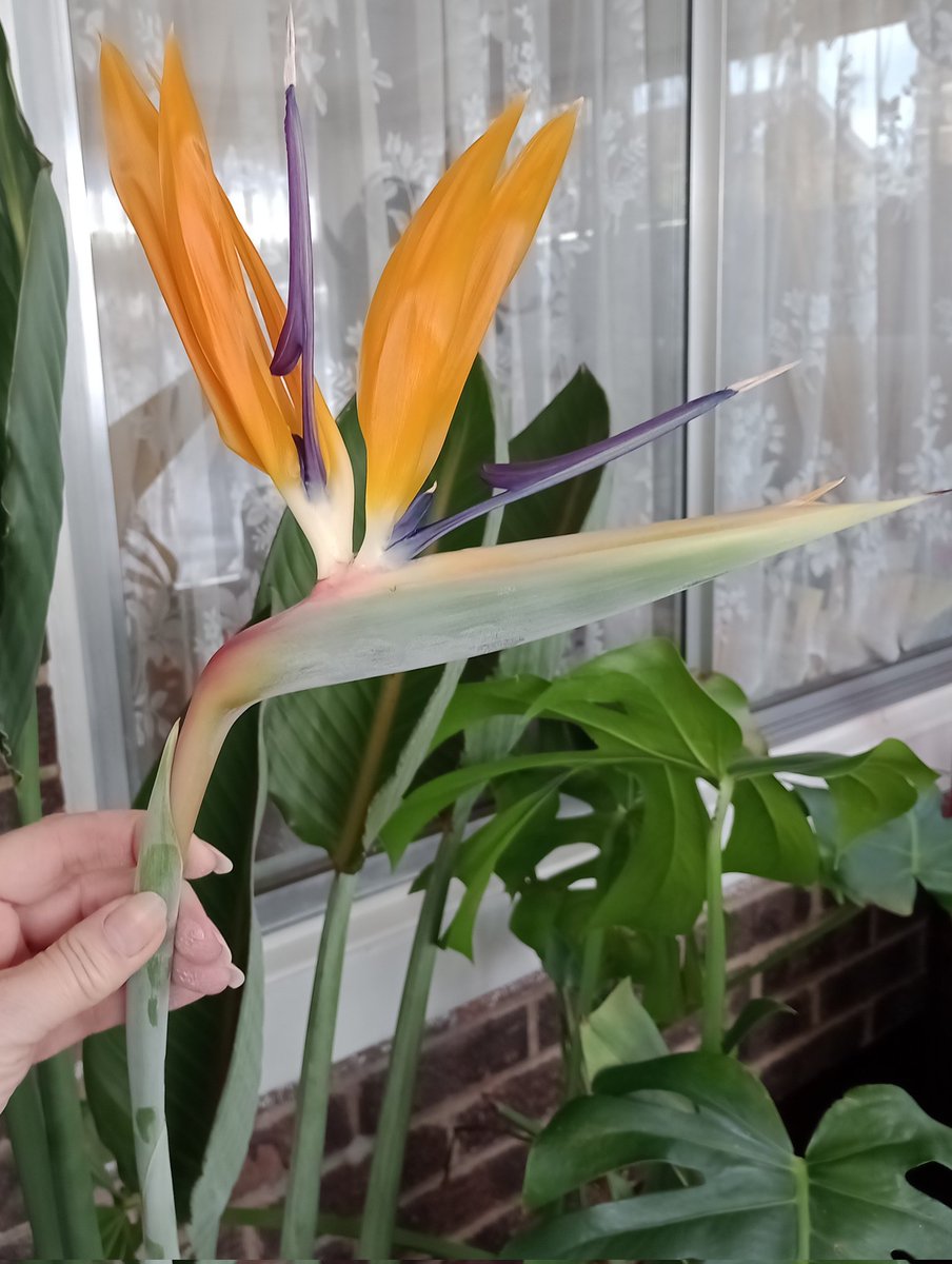 Loving that my 'Bird Of Paradise' is in flower. So beautiful and exotic.xx 🧡 #BirdOfParadise