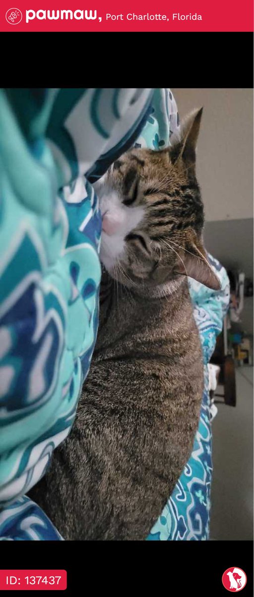 Bobcat - Lost Cat in Port Charlotte, Florida, 33948

More Details:
pawmaw.com/lost-bobcat/13…

#LostPetFlyers #pawmaw
#LostDog #LostPet #MissingDog
#LostCat #FoundDog #FoundPet