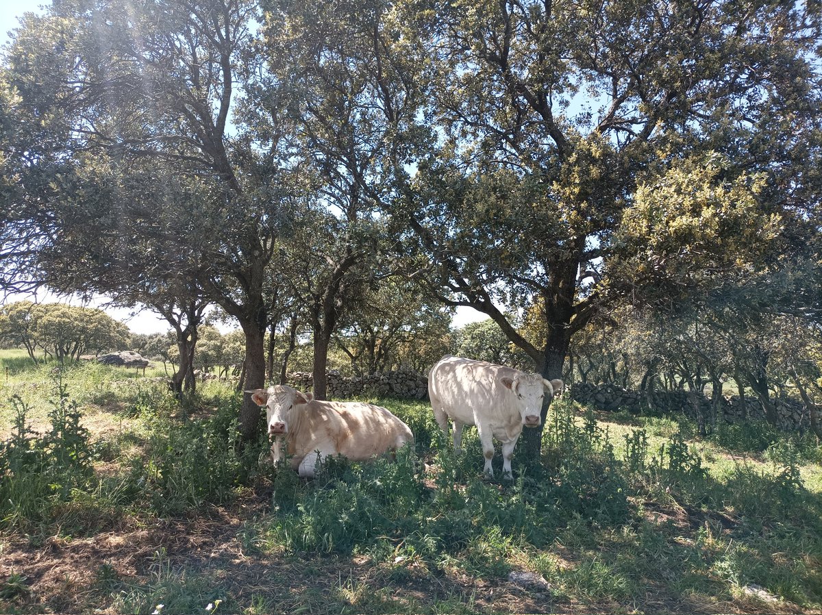 Hoy no sólo las vacas buscaban la sombra 😅😅😅 #ColmenarViejo