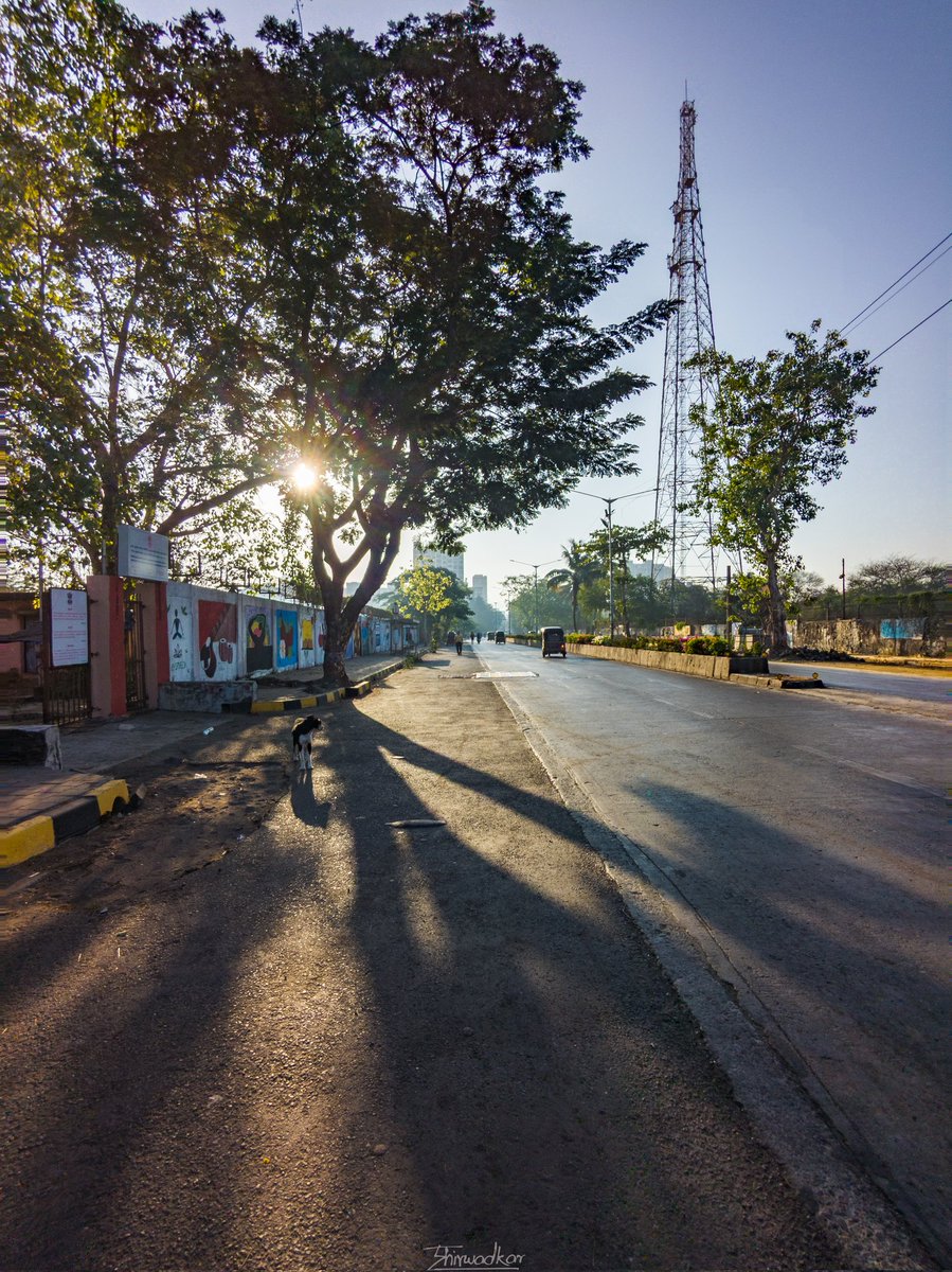 Sun-kissed shadows... 🌅🌳

#TeamPixel