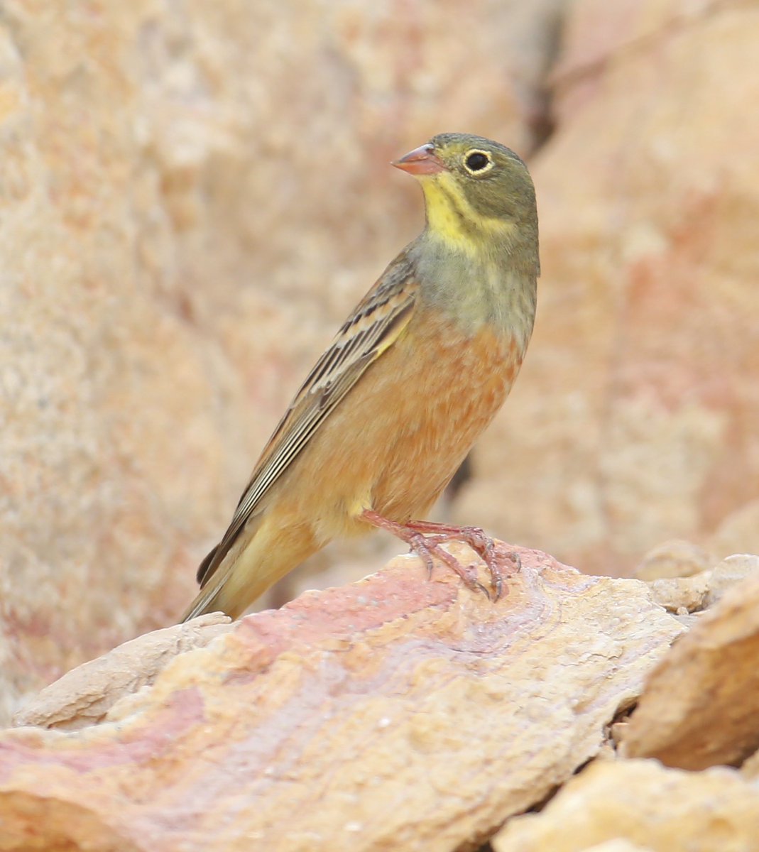 Ortolan Bunting,  
Jebel hafeet mountain,  counted 7 this afternoon 
#bird #birding #birdwatching #WorldMigratoryBirdDay #BirdsSeenIn2024 #uae #TwitterNatureCommunity #birds #naturelovers #wildlife