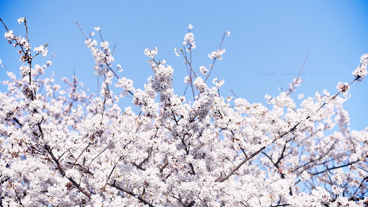 ついに桜前線が到達したよ

#桜 #額装のない写真展 #春2024 #ふぉと #花写真 #TLを花でいっぱいにしよう #キリトリセカイ #ファインダー越しの私の世界 #photography #photographylovers #cerryblossoms