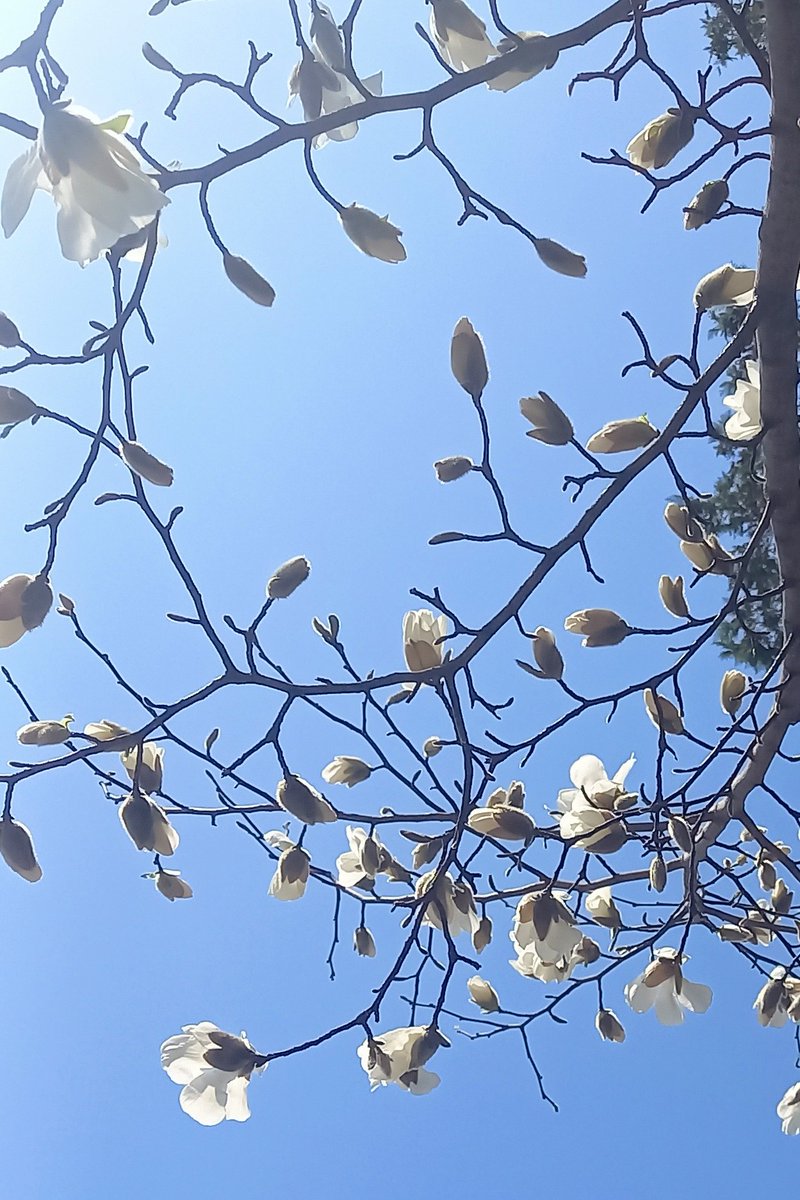 fplfr2016's tweet photo. おばんです
札幌もこぶしが咲き始めています🎆
梅も桜もいっせいに咲き始めるのも、もうすぐかな☺️
待ち遠しい✨ https://t.co/bn7UB4kjRZ
