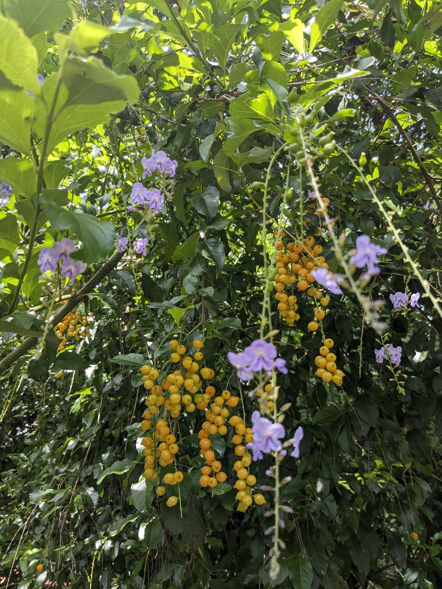 TalibuLennox's tweet photo. Beautiful scenery this one.

#shotongooglepixel https://t.co/119cSar32z