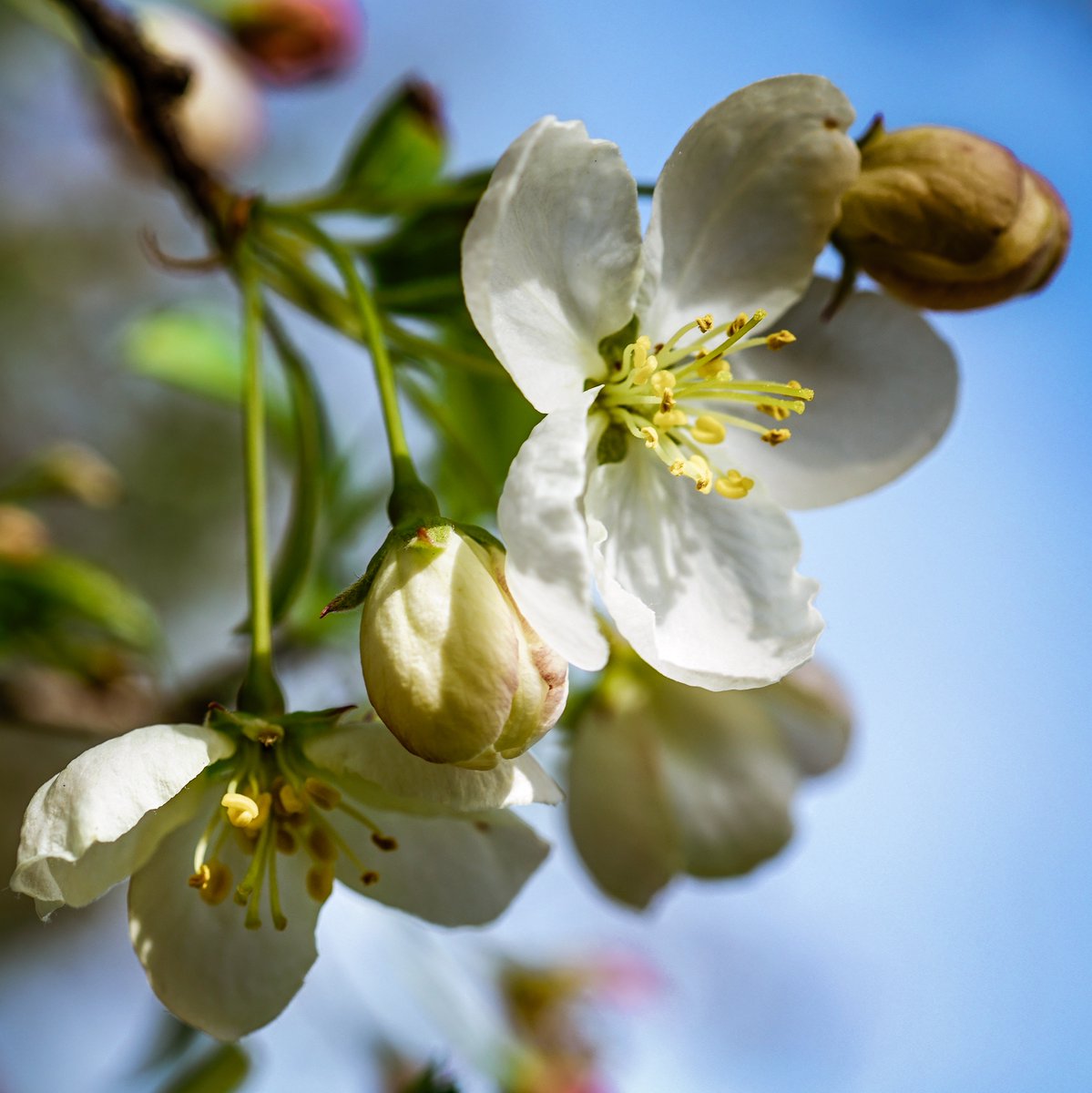 Happy Sunday All. 
Be strong, be thoughtful, and be great! 
In my garden this mornin’ 
#photography #Appleblossoms #CarlZeissLenses #Naturephotography