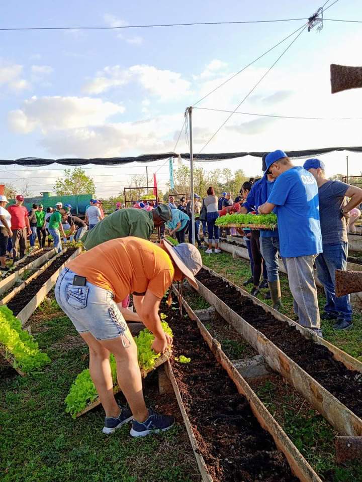 Así amanece #LaHabanaDeTodos🇨🇺. Juntos en la producción de alimentos desde la jornada de trabajo voluntario. #LaHabanaViveEnMí @YanetHzP @JesusOtamendiz @IzquierdoAlons1