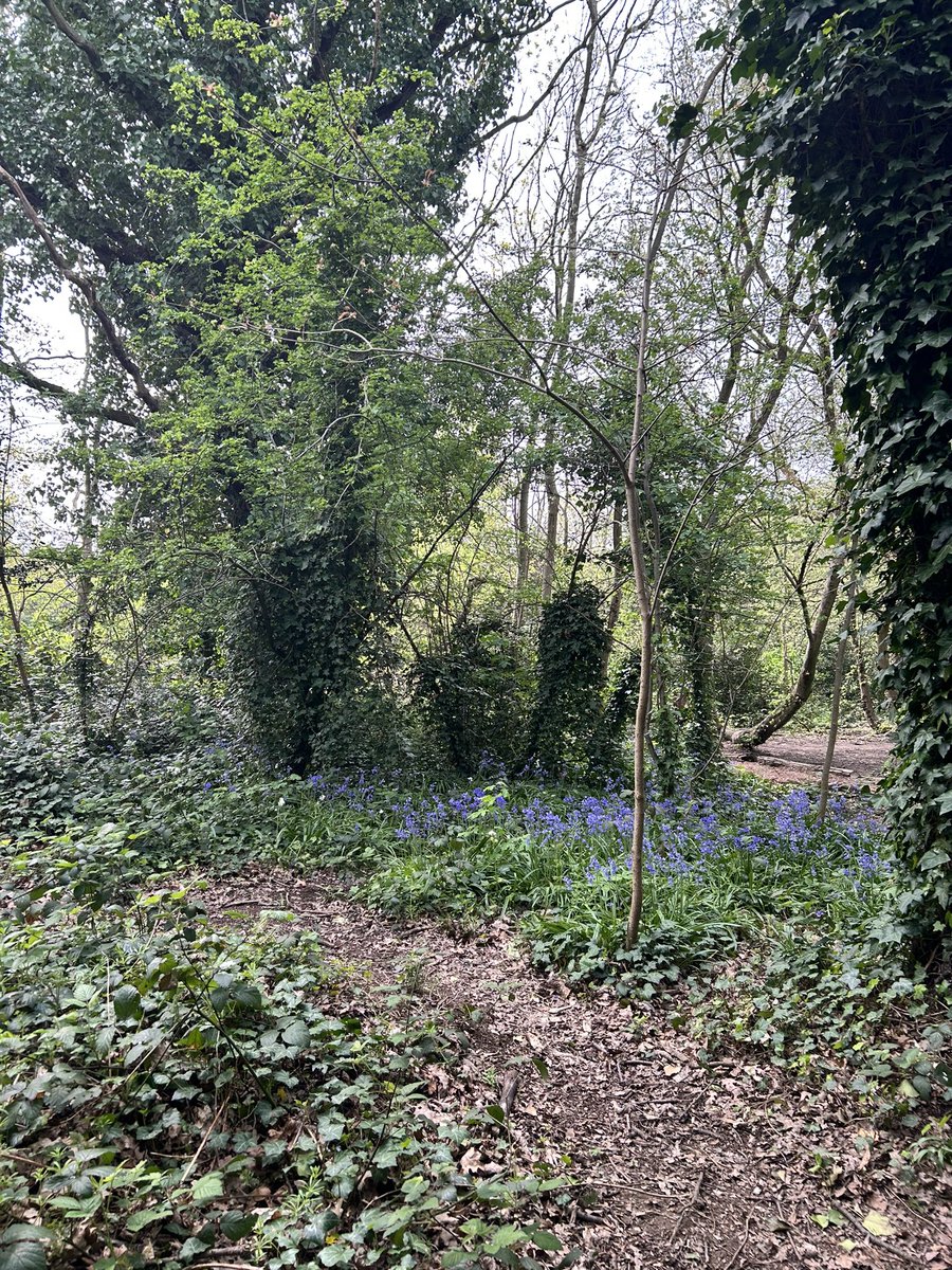 Bluebell season @TootingCommon