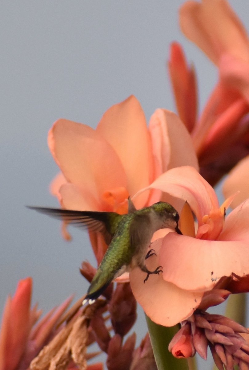 Good morning. A female ruby throated hummingbird on a canna lily last summer.