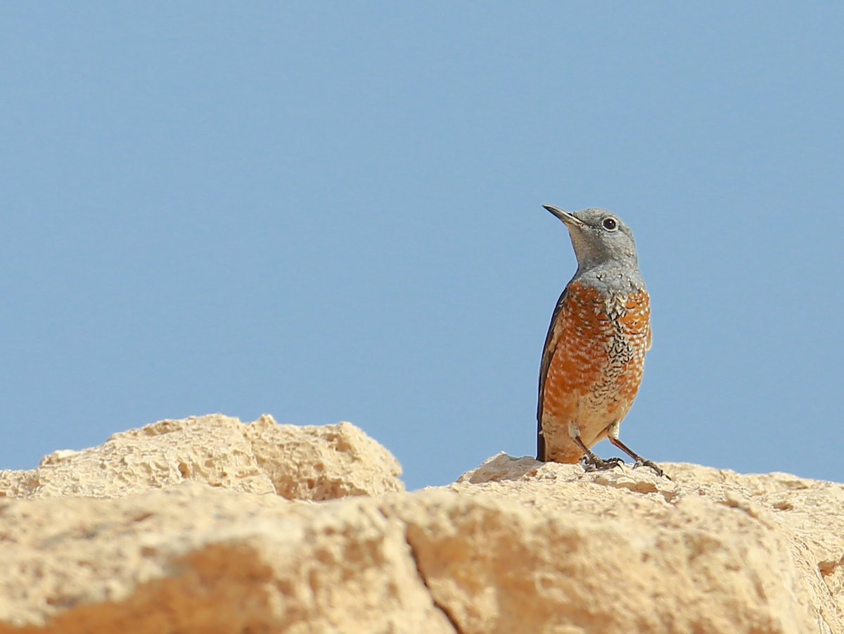 Rufous-tailed rock thrush Many about up jebel Hafeet Counted 9 #uae #uaebirding #nature #bird #birdwatching #TwitterNatureCommunity #twitternature #TwitterNaturePhotography #BirdsSeenIn2024 #birding #twitterbirds #birds