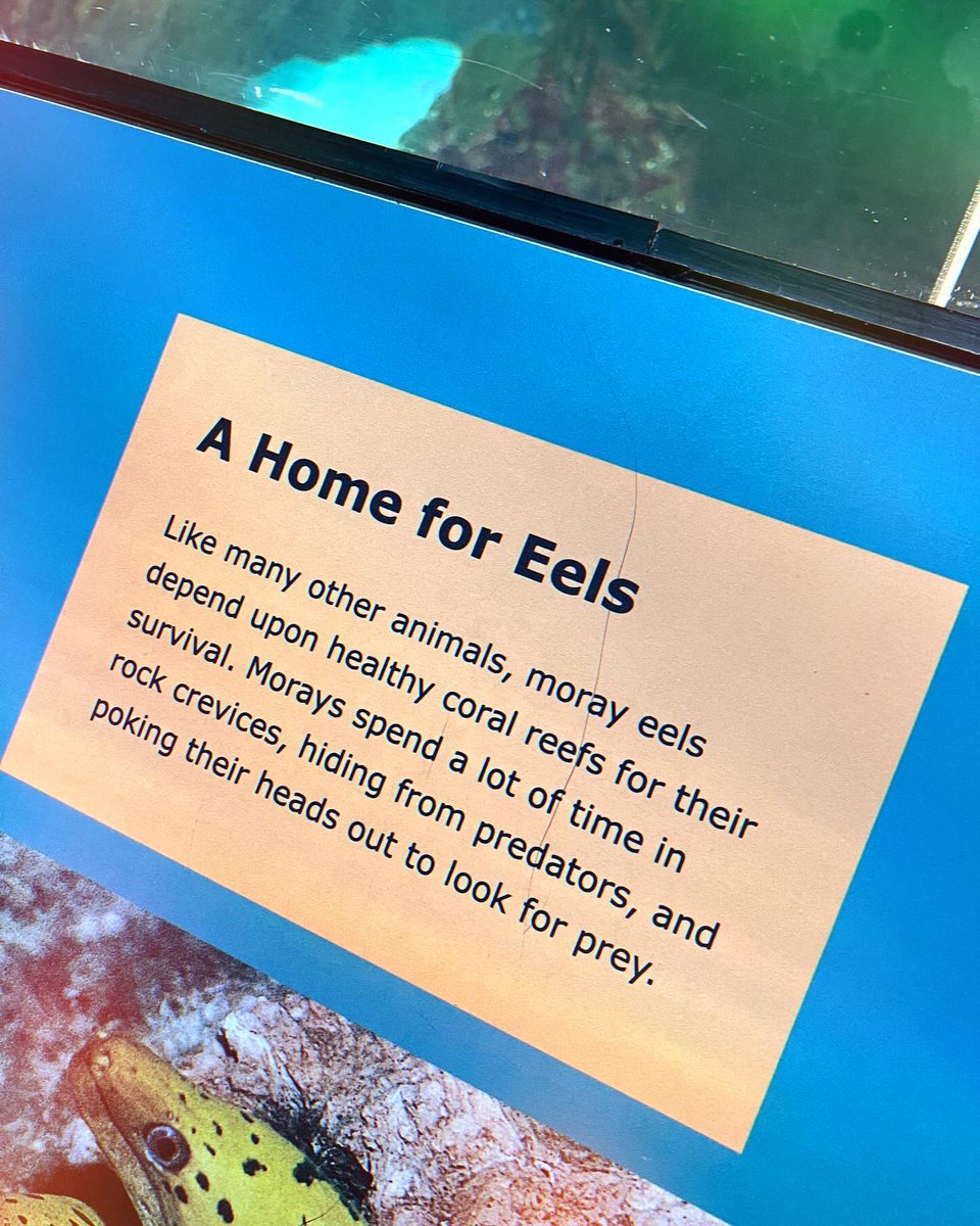 starshiptempest's tweet photo. Just Lt. Eele reporting in from the #NewYorkAquarium and bringing #eelFacts for you today. #YoureWelcome
#StarshipTempest #Eel #LtEele #ActualPlay #StarTrekPodcast #IYKYK https://t.co/RhAKHLU7Pa