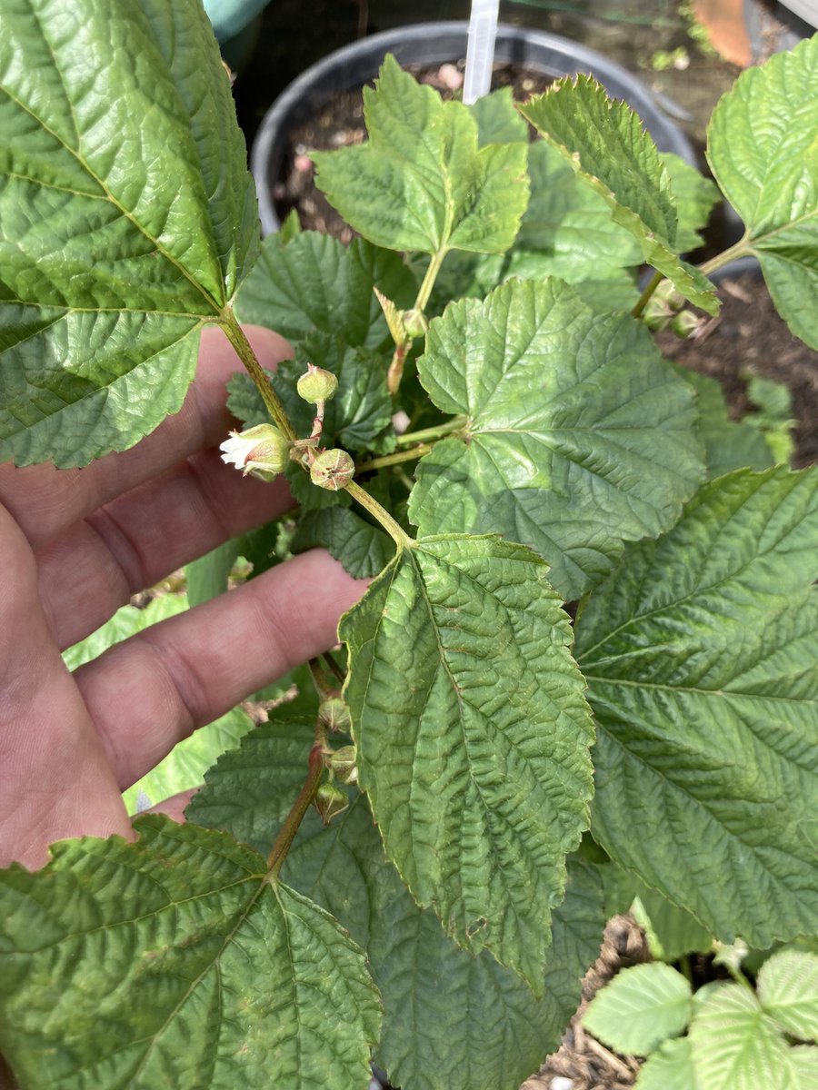 Hararasp Raspberry about to flower, was going to attempt a few crosses with these but heard a few reports people getting sterile hybrids on the F1