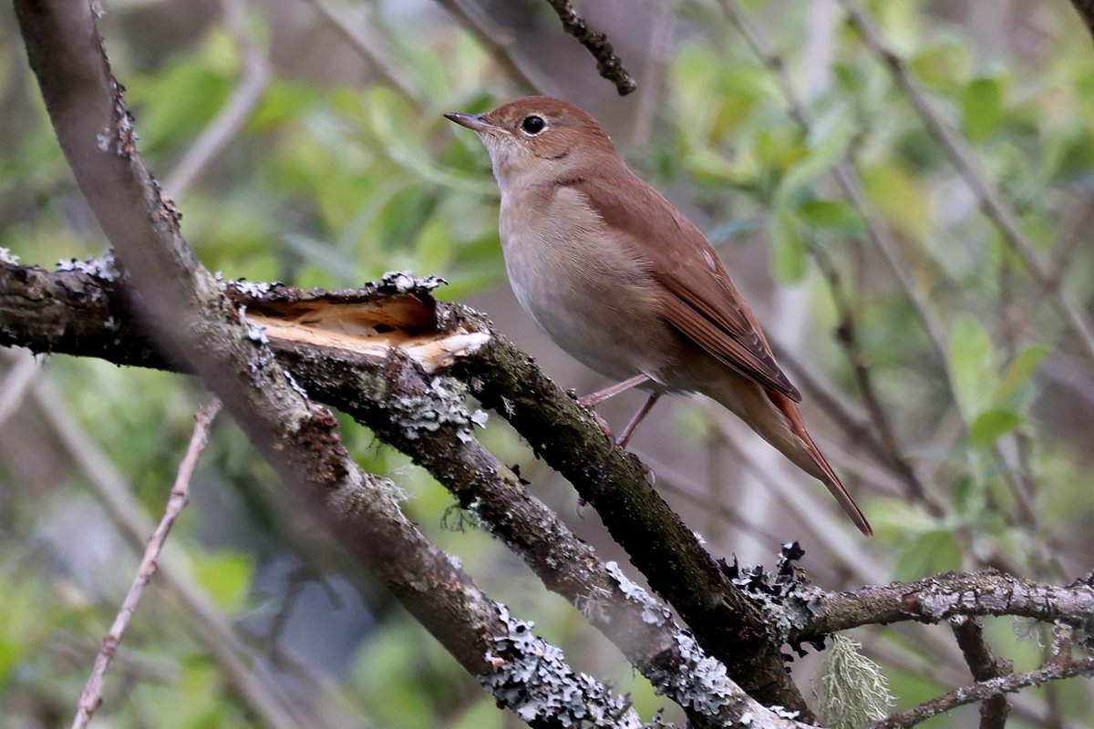 The Nightingales were performing well at Fingringhoe.