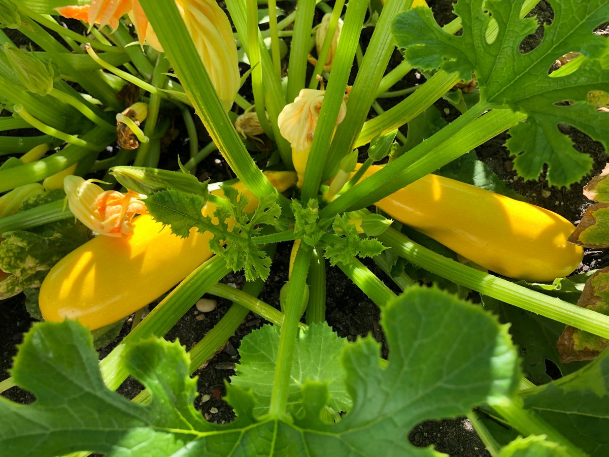 'If you have a garden and a library, you have everything you need.' - Cicero. Yep. I have everything I need. Happy #NationalGardeningDay !
linktr.ee/AnnieSereno
#gardening #vegetablegardening #gardeninglife #gardens #Cicero #yellowsquash #flowergardening