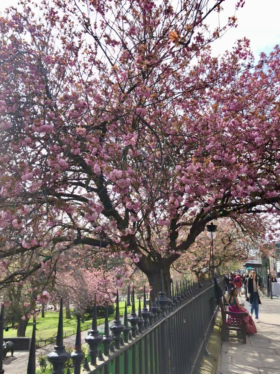 😍🌸 Blossom coming out on Princes St Gardens. 🌸🥰 #Edinburgh @edinburghcastle