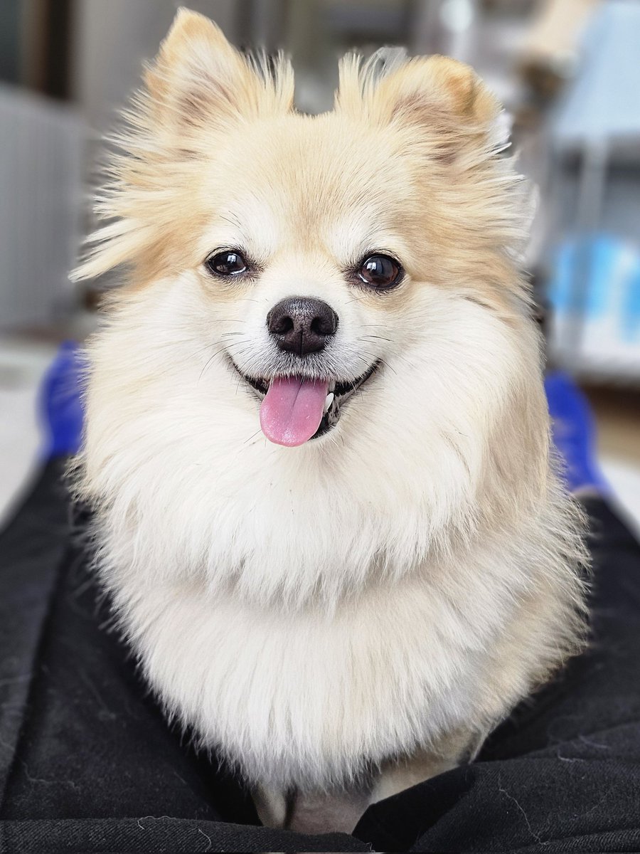 昼寝したい主VS遊びたい🐶

#犬 #いぬのいる暮らし