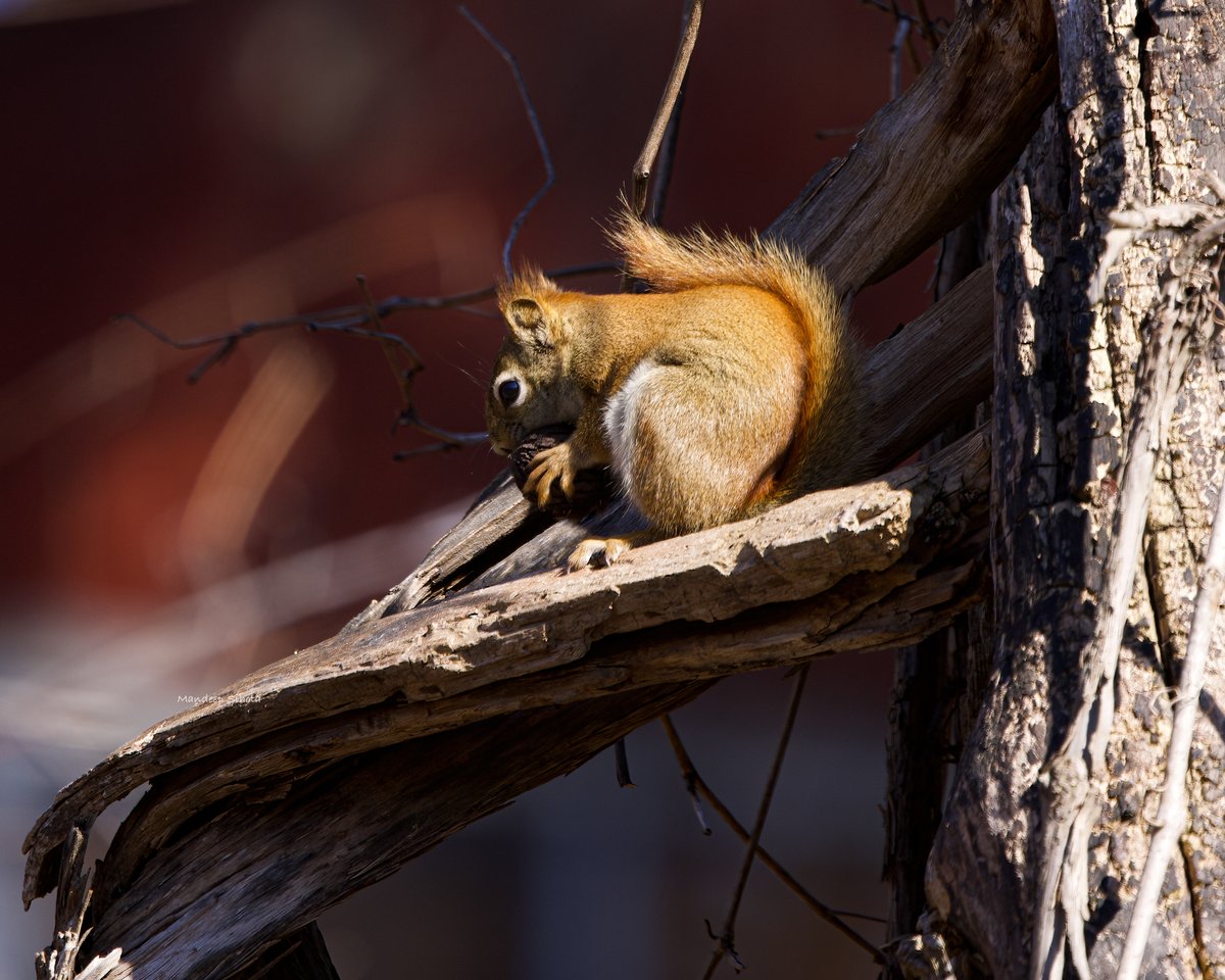 24/7 with Nuts 😊 Have a great Sunday! #Smile #Squirrel #twitternaturecommunity #Canon #twitternaturephotography #Shotoncanon #SquirrelPhotography #CanonPhotography