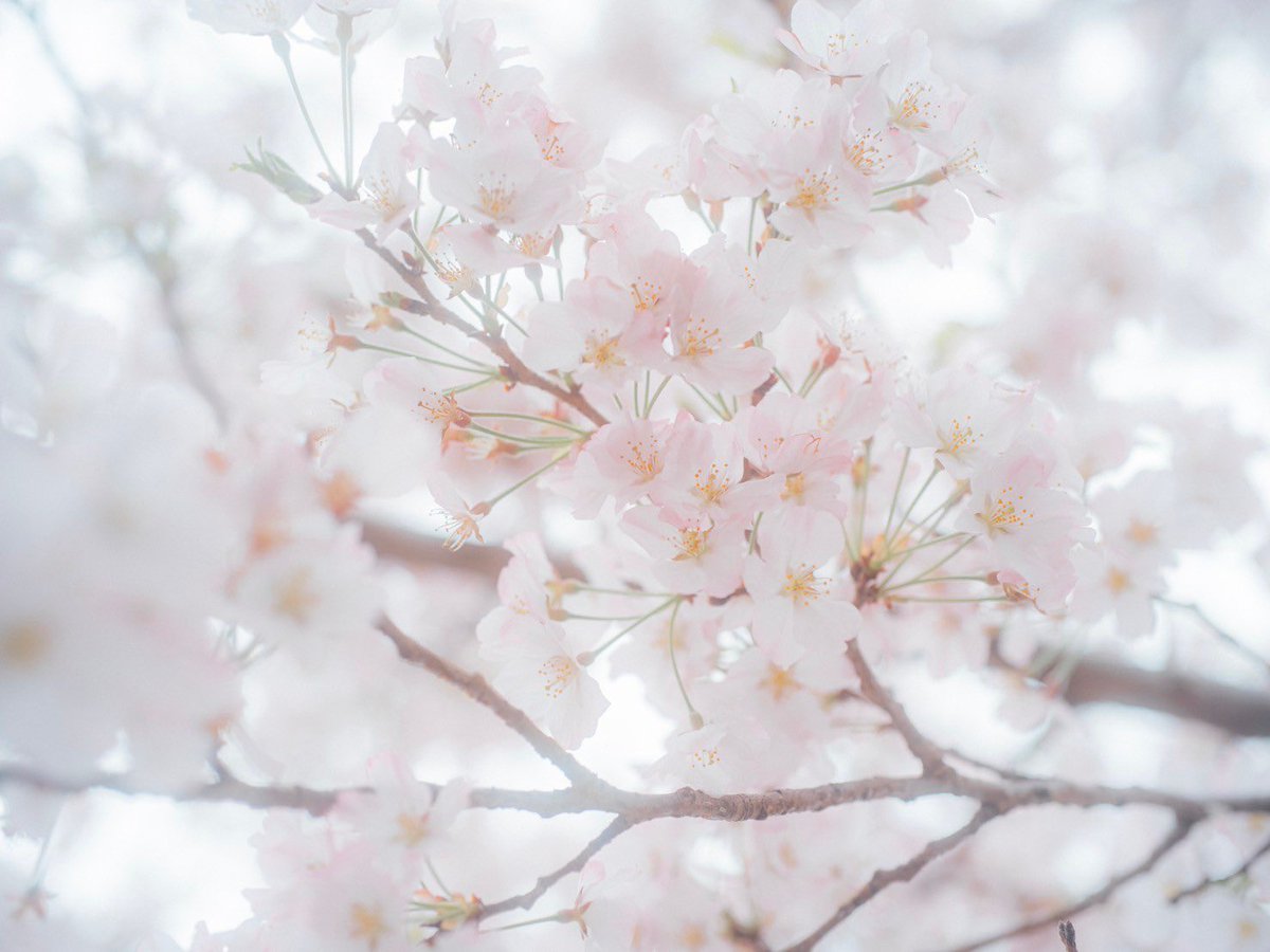 桜、もうすぐ終わっちゃうね。 photo @n_echophoto