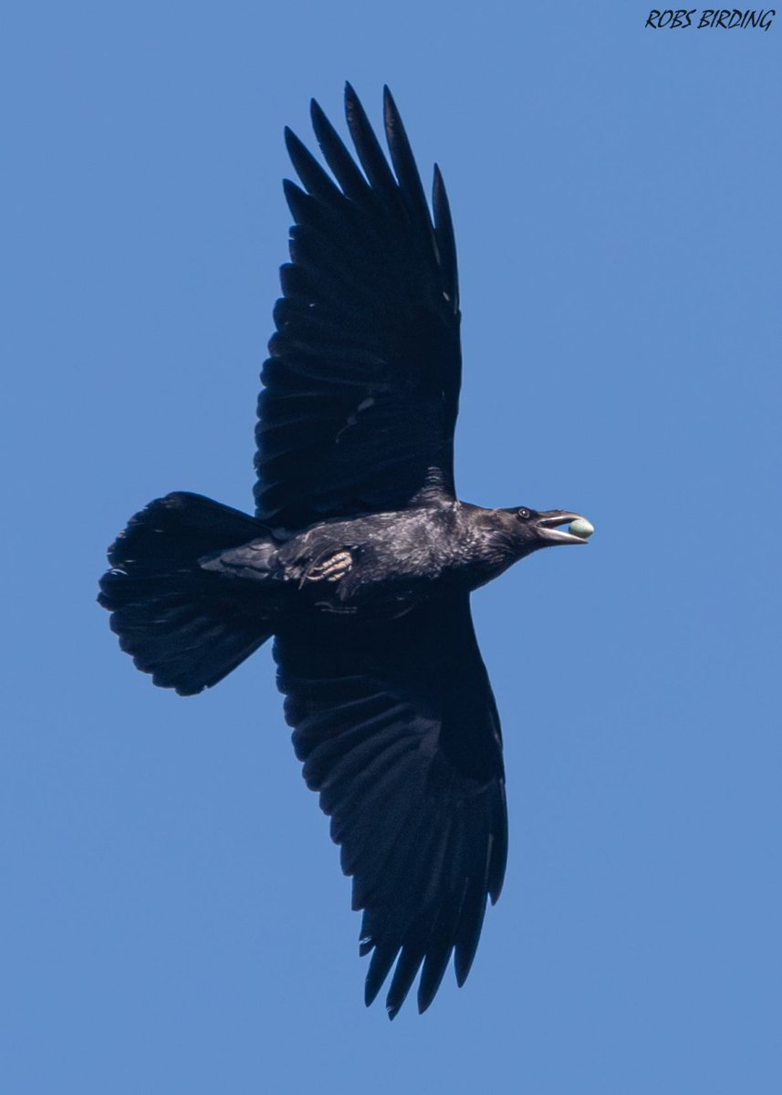 The opportunistic predator, Raven with what looks like a stolen Blackbirds egg in its beak #Gibraltar #BirdsSeenIn2024 @gonhsgib @infoGibraltar @GibraltarBirds @_BTO @Natures_Voice @Britnatureguide @BirdGuides @BirdLifeEurope @GibReserve @GibraltarMuseum