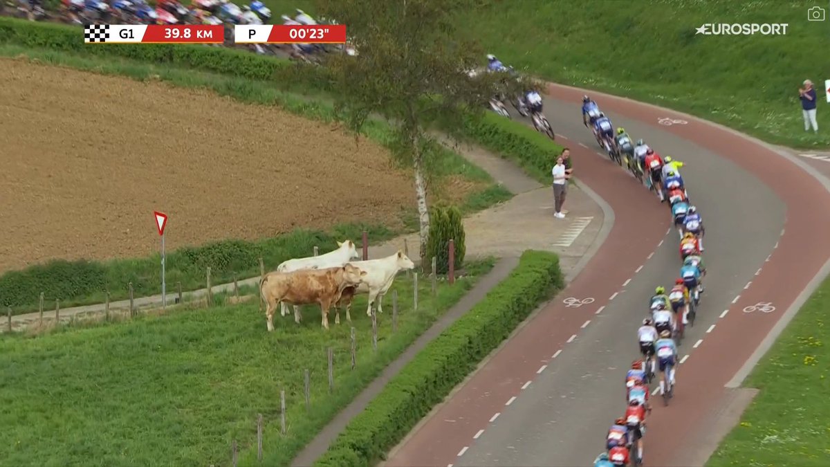 Damn, even the cows are watching the bike race. MVDP's attack is imminent. #AGR2024