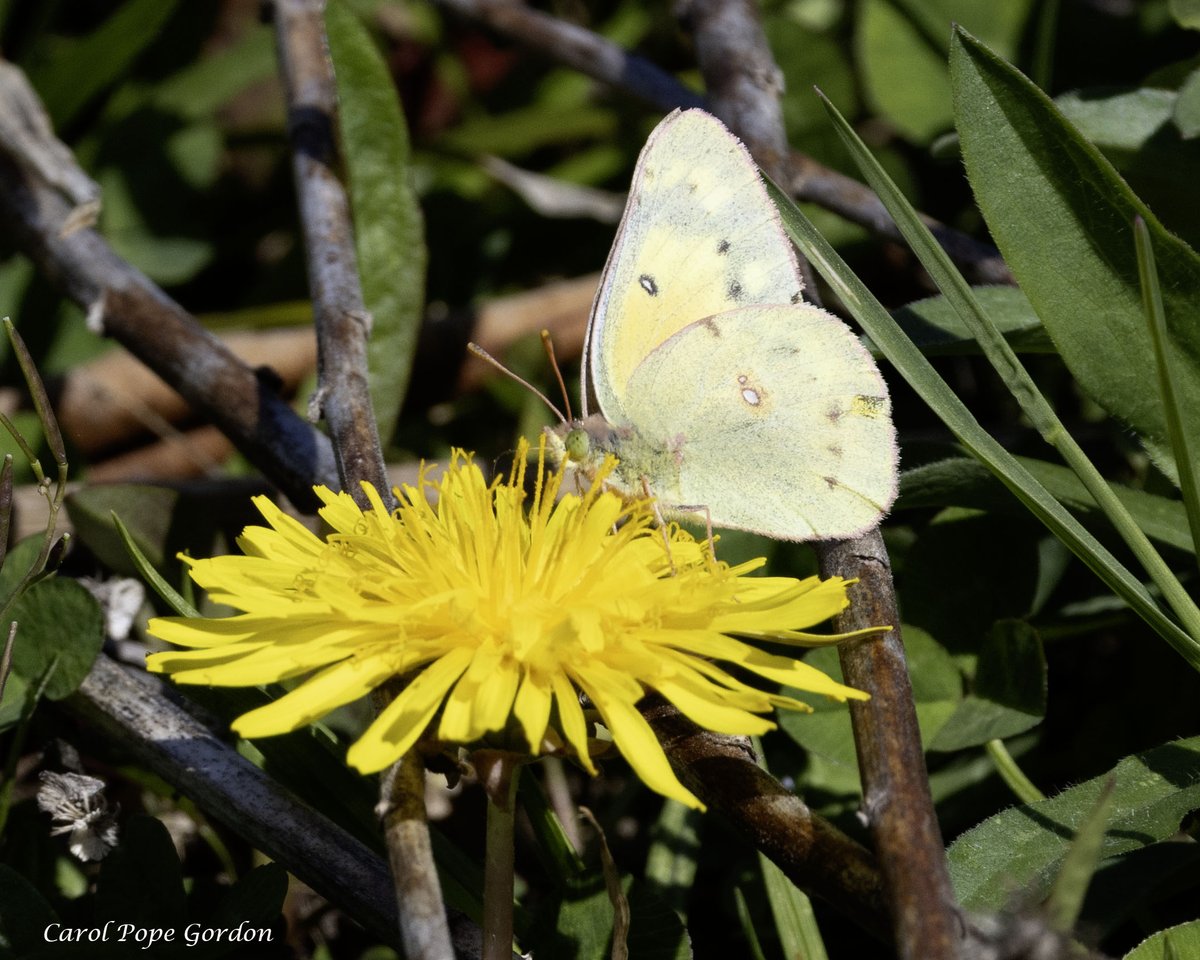 Two good reasons to leave those dandelions alone in the spring. 🐝🦋 #naturephotography