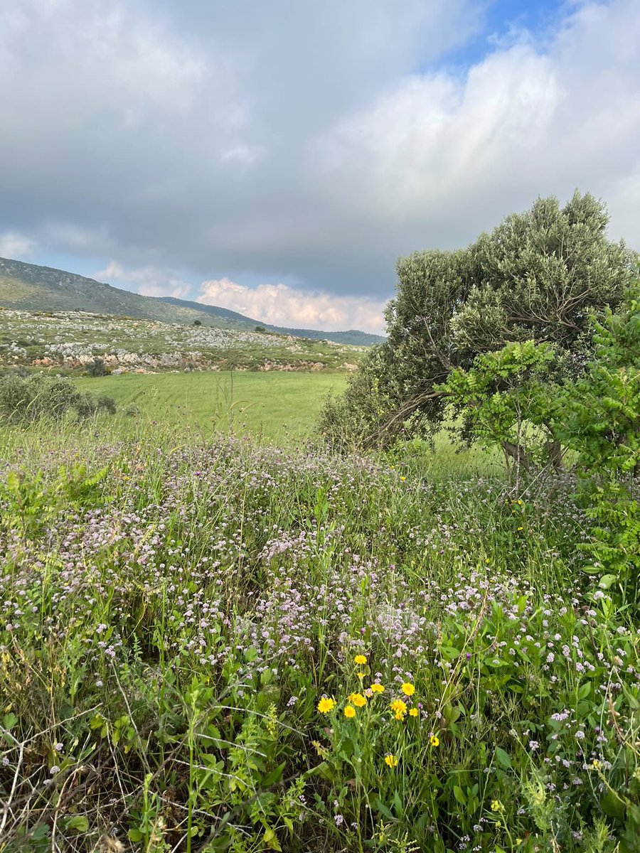 الضيعة اليوم 🌸 🌼🌥️ 🇱🇧