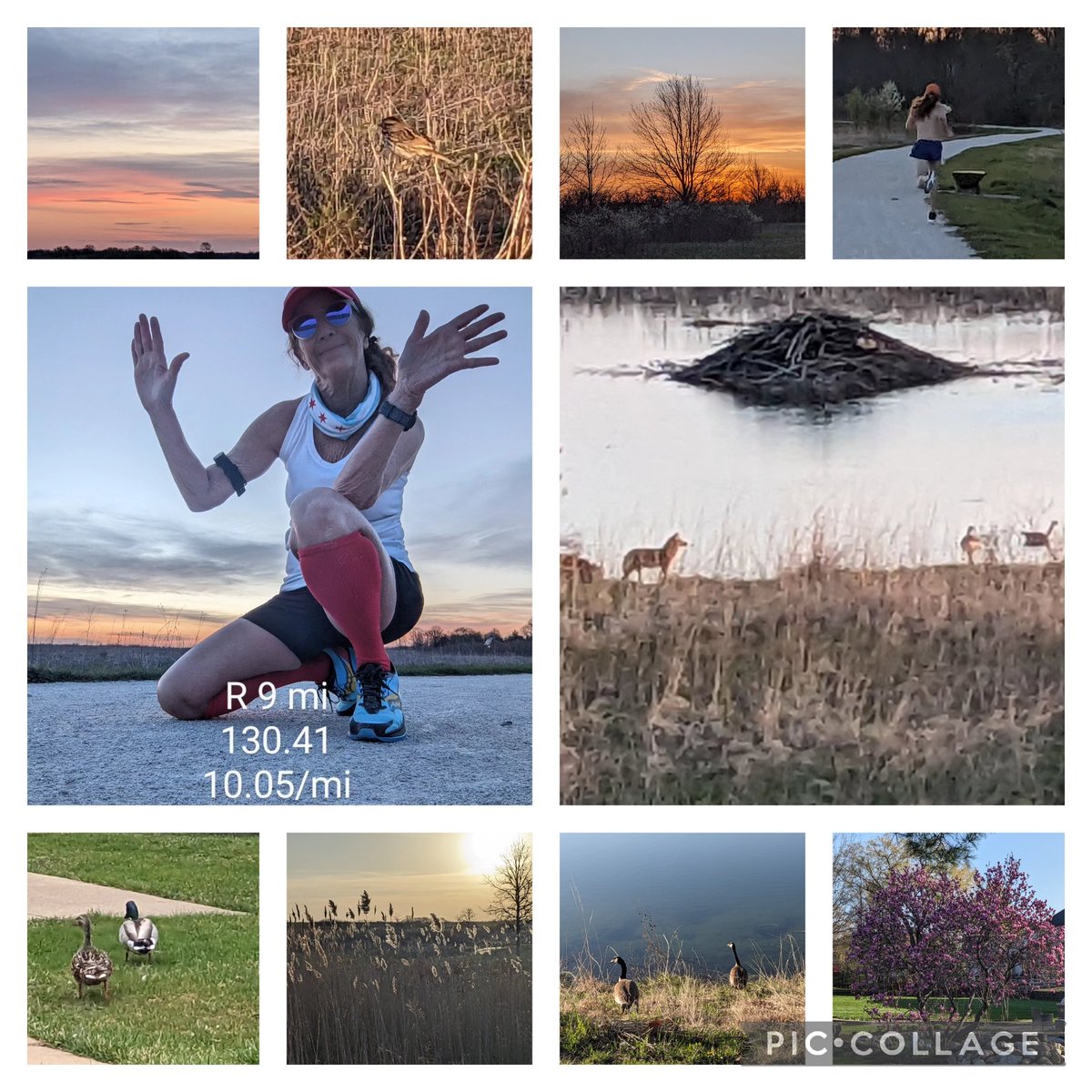 A gorgeous, sunny morning..61F, windy. Saw all kinds of wildlife: Cisco eyeing the geese, naked shirt guy & cool bird. Run was tough with a few quick stops. Endurance is still lagging. Happy Sunday. Good luck to anyone racing today. @runningpunks #goodr #squirrelsnutbut