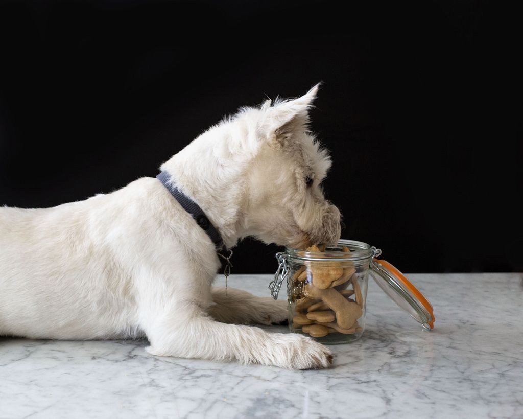 docabc's tweet photo. These basic peanut butter treats are as easy as can be, and my dog loves them. They keep well -- up to 2 weeks in an airtight container. ... these plain versions are my go-to.  https://t.co/M4vOnoZdAz https://t.co/IGEywJPcR0