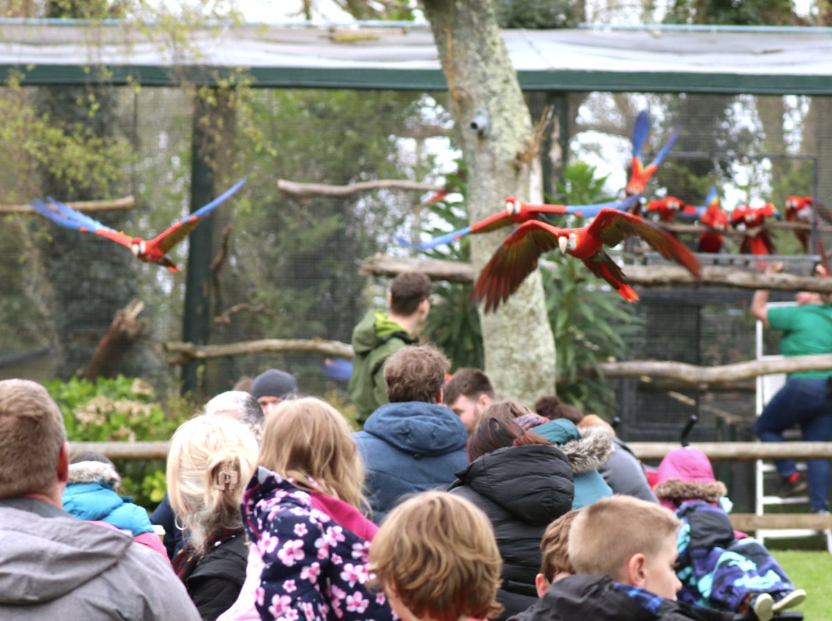 It's out 51st Birthday today 🎂 🥳 and happy to say that our flock of Scarlet Macaws are back free flying again this summer 👏 please check times when you arrive. Amazing to hear the noisy excitement as the flock of Scarlet Macaws swoop out of their aviary 🙂 Photo by Alison