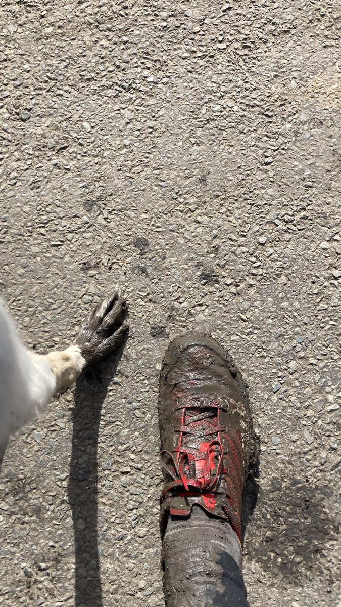 Muddy run today! 😁 #dogs #dogsoftwitter #hounds #houndsoftwitter