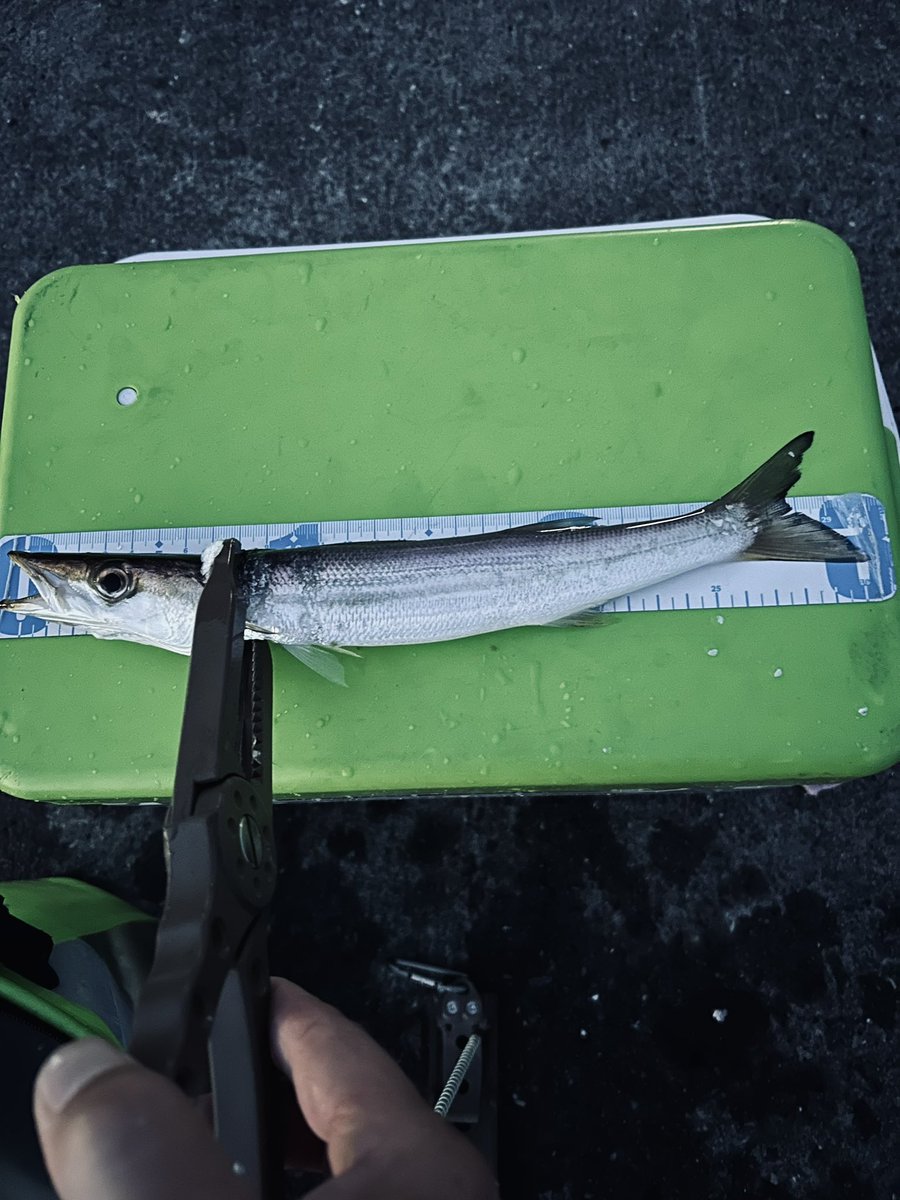 JunjiSurf's tweet photo. 外房アジング🎣
カマス✖️37
久しぶりの大量 https://t.co/3zv76nDnc9