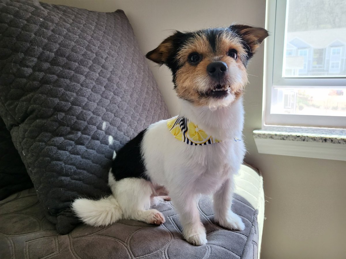 Star_Hope_OT7's tweet photo. Since JK is sharing pics of his baby.....here is my little nugget. 
Meet Marko 💜🥹🐶
#armypets #Marko #FurBaby #lilnugget https://t.co/5Ssv66AgV3