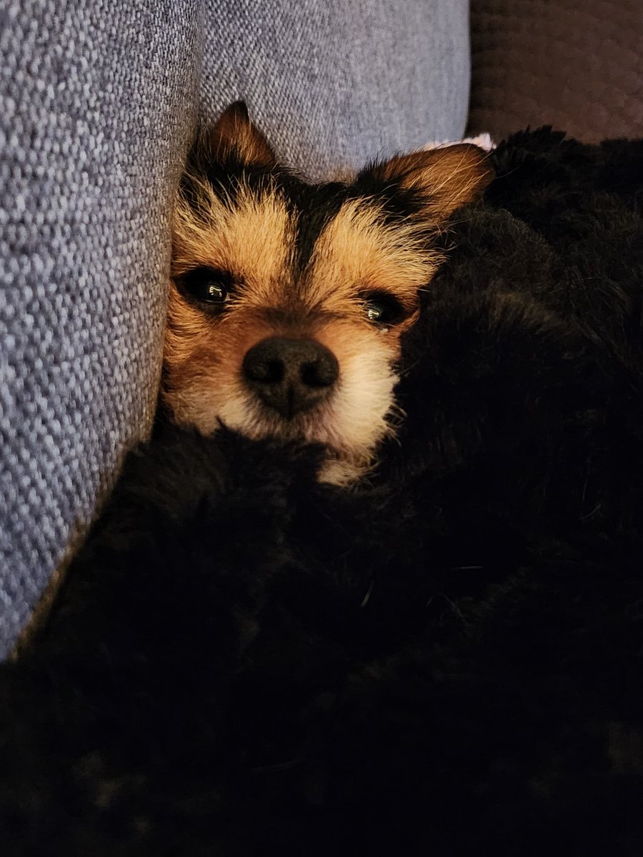 Star_Hope_OT7's tweet photo. Since JK is sharing pics of his baby.....here is my little nugget. 
Meet Marko 💜🥹🐶
#armypets #Marko #FurBaby #lilnugget https://t.co/5Ssv66AgV3