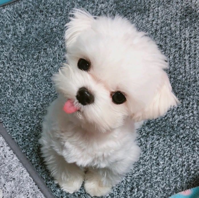 romantics tweet media