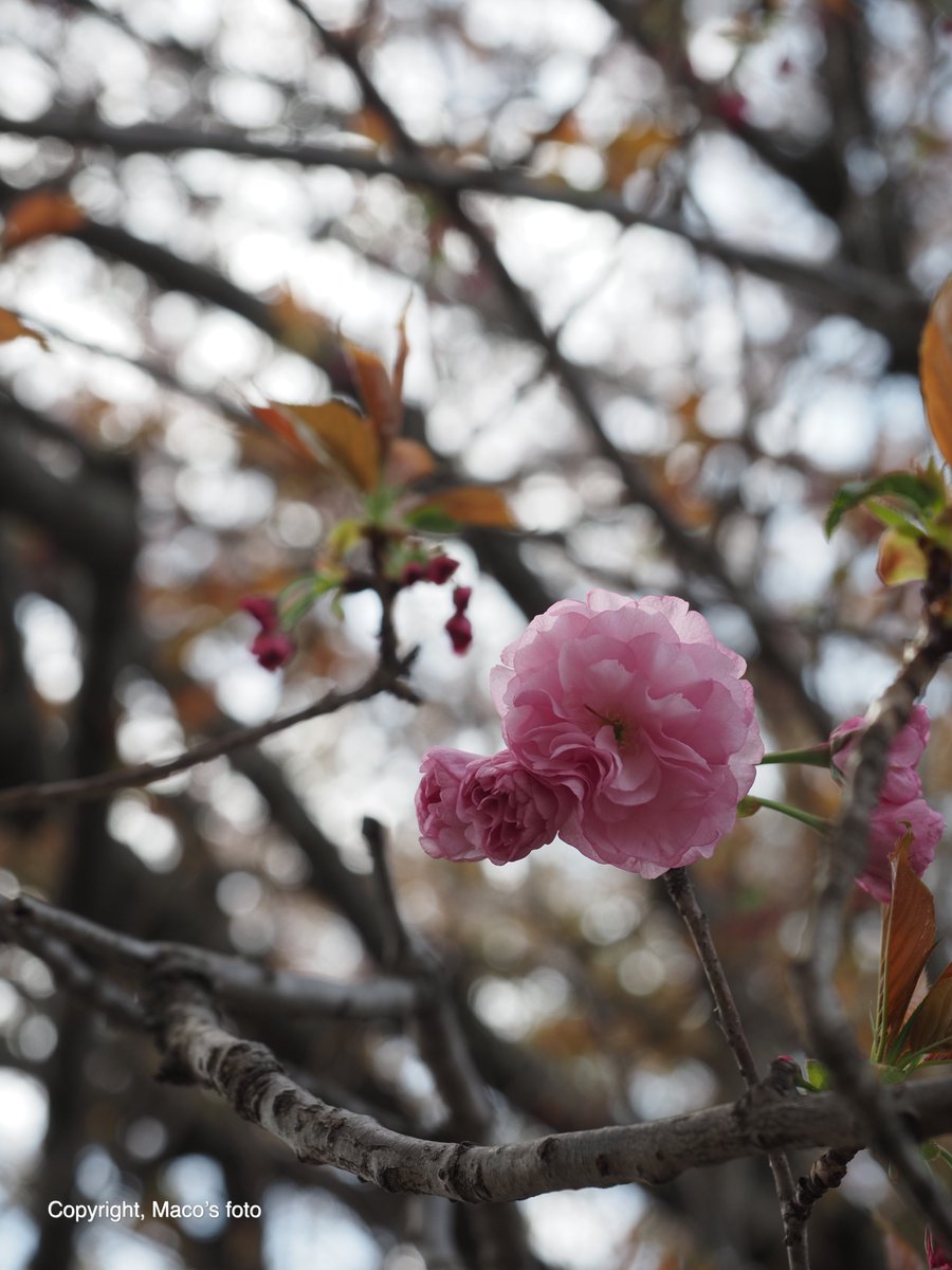Sayonara, Somei-Yoshino cherry blossoms