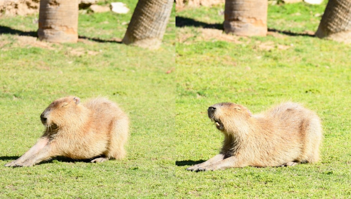 Doing the Capybara stretch to get ready for #sundayfunday at Wildlife World Zoo! 🤗 You can see our Capybara next to the roller coaster in Adventureland, and also in the multi species exhibit in Safari Park 😃