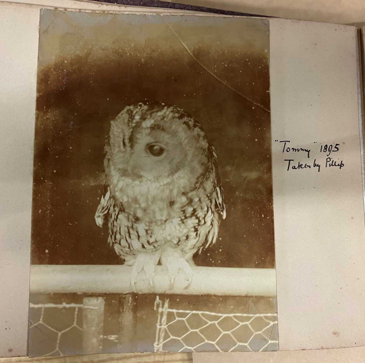 We have quite a few photographs of pets in the archives, but here's an unusual one: Tommy the owl, taken in 1895. He probably belonged to the Turnull family of Sandybrook Hall, Ashbourne .
#ArchiveAnimals #Archive30