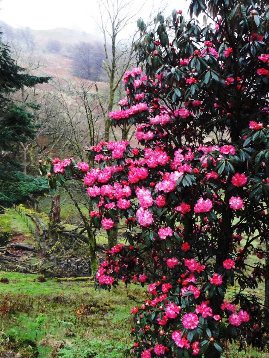 Another rhododendron, this time Red Bank near Grasmere in the drizzle early Saturday morning.