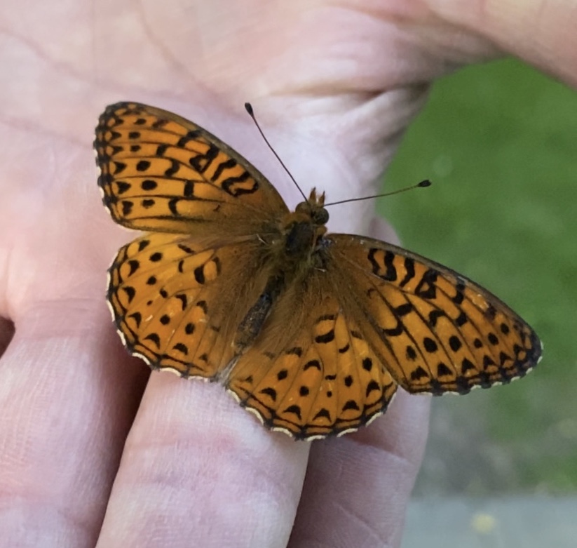 Support student biodiversity research and outreach through UCalgary Giving Days!

Digitizing Rare Plants and Butterflies
givingday2024.ucalgary.ca/o/university-o…

Biodiversity &amp; Bee Campus
givingday2024.ucalgary.ca/o/university-o…

<a href="/BioSciUofc/">Biological Sciences UofC</a>, <a href="/ucalgaryscience/">UCalgary Science</a>

#biodiversity #calgary #bees #pollinators