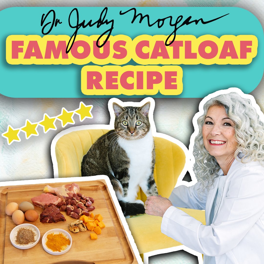 👩🏼‍🍳😺 Head over to Youtube to make my famous Catloaf recipe with me! If you missed the exciting news, Catloaf is now available for purchase from @allprovidepets 

Watch here: l8r.it/xMk9

#drjudymorgan #naturallyhealthypets #catfoodrecipe #homemadefoodforcats