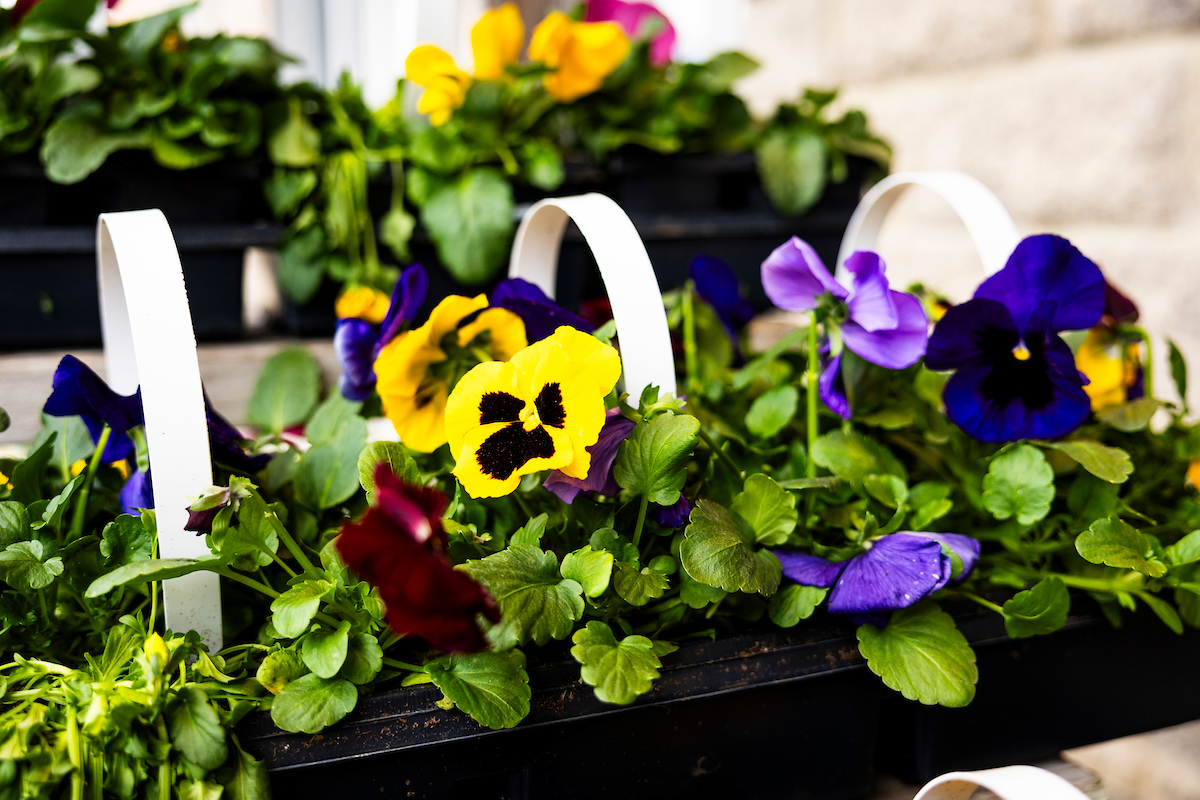 We're digging that today is #NationalGardeningDay! Market Basket's Garden Center is happy to help you start your garden this season. Come visit us: shopmarketbasket.com/market-basket-…