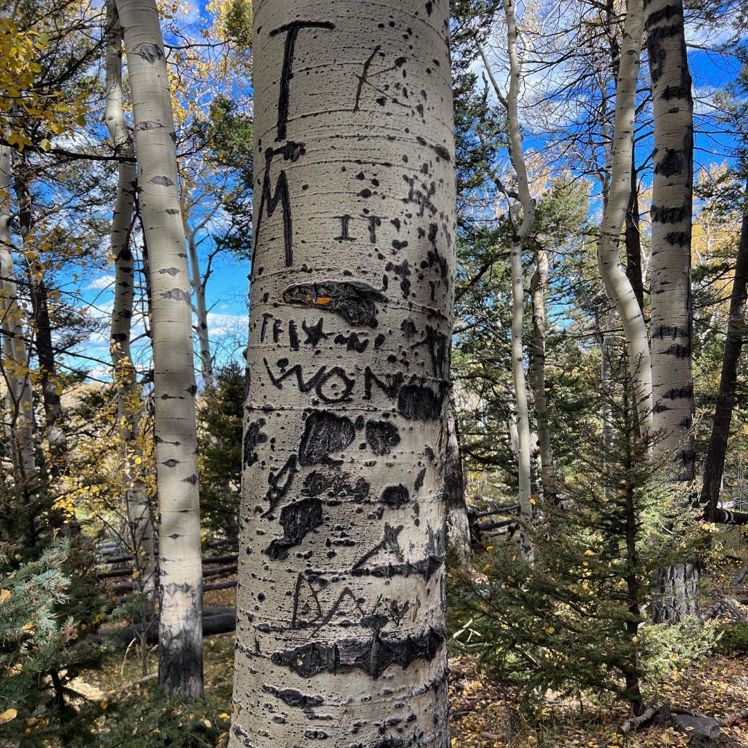 I'll never understand how someone sees a beautiful tree and thinks, "I need to carve my initials here." Bark is a tree's skin, protecting it from cold temperatures, disease, parasites, &amp; rot. When you carve your name in bark, you're cutting into its skin &amp; leaving an open wound.