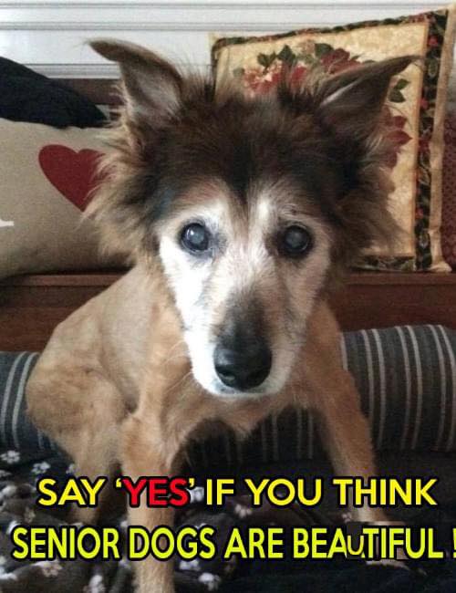 Yes, senior dogs are sweet. ❤️