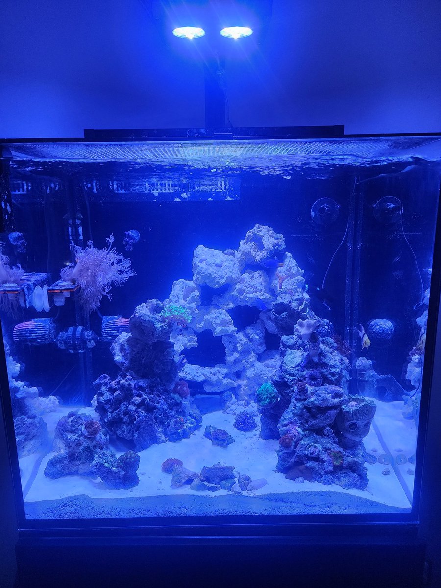 AngelIgnacioF's tweet image. Upgrade the 20 gallon to a 45 gallon. 
#aquarium #fishtank #redsea